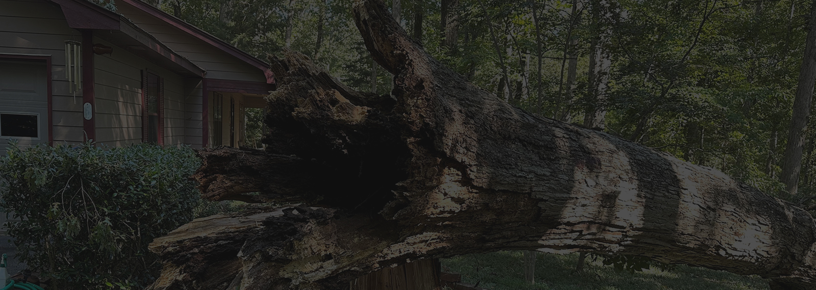fallen tree