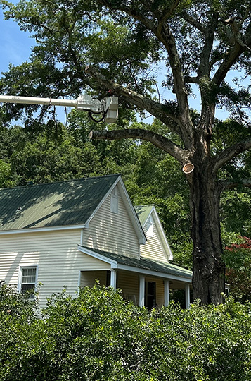 tree pruning