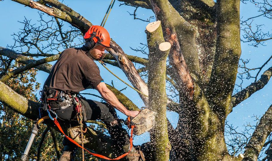 a man performing tree pruning services