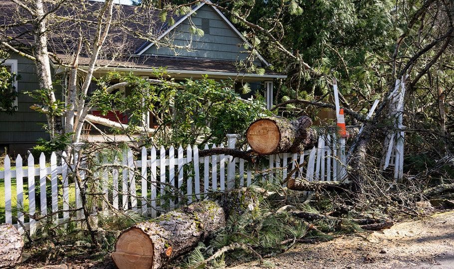 hazardous tree damage