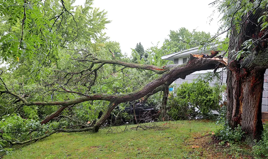 Hazardous tree limb snapping off trunk