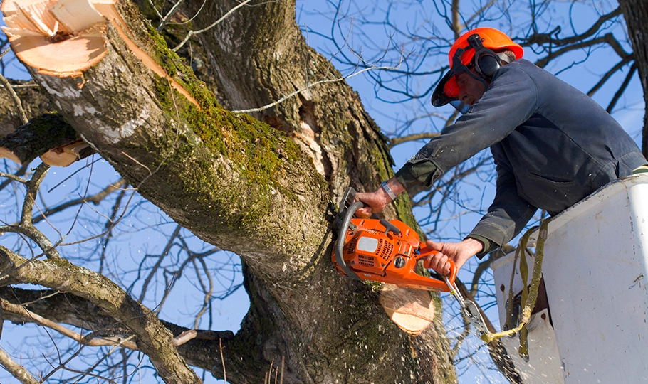 a tree technician cutting a tree