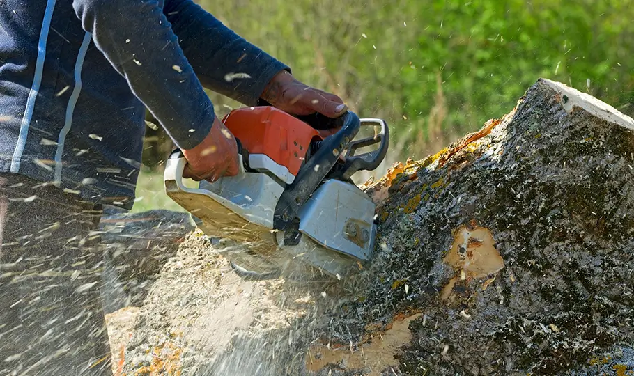 Worker in long sleeves using a chainsaw to cut a large tree.