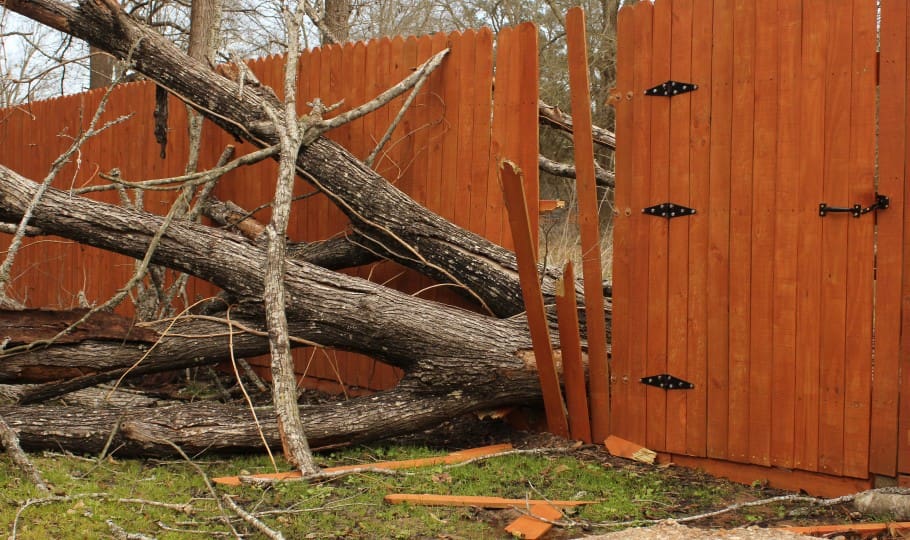 fallen tree going through fence