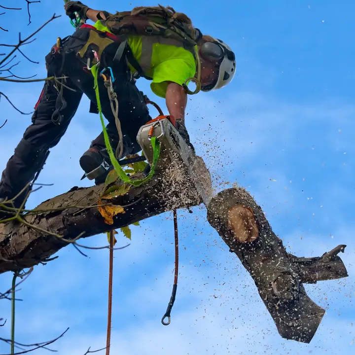 a man cutting off a tree branch